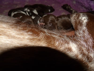 Les chiots de Braque allemand à poil court