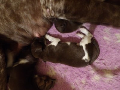 Les chiots de Braque allemand à poil court