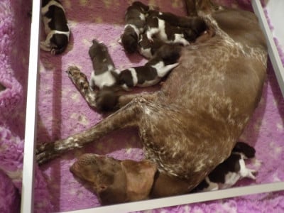 Les chiots de Braque allemand à poil court