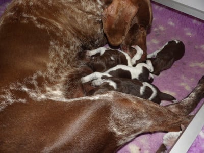 Les chiots de Braque allemand à poil court