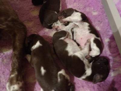 Les chiots de Braque allemand à poil court