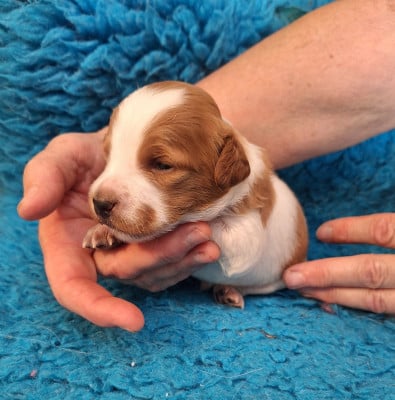 Les chiots de Epagneul Breton