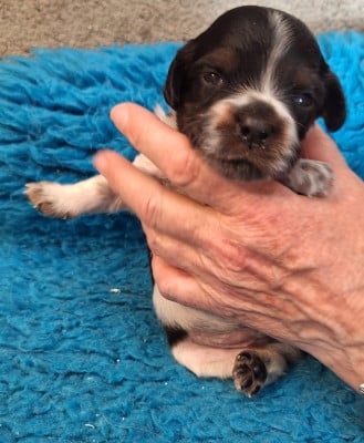 Les chiots de Epagneul Breton
