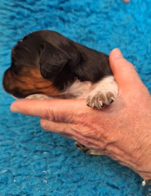 Les chiots de Epagneul Breton