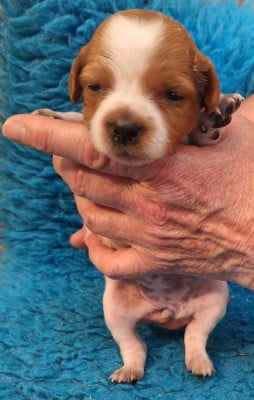 Les chiots de Epagneul Breton
