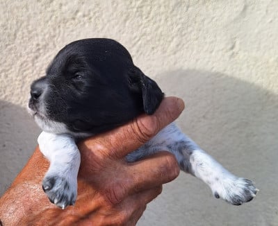 Les chiots de Epagneul Breton