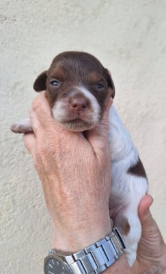 Les chiots de Epagneul Breton