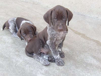 Les chiots de Braque allemand à poil court