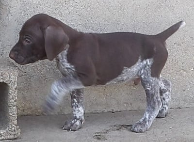Les chiots de Braque allemand à poil court