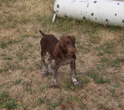 Les chiots de Braque allemand à poil court