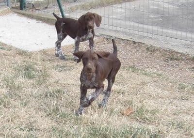 Les chiots de Braque allemand à poil court