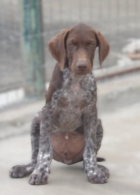 Les chiots de Braque allemand à poil court