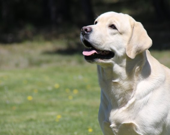 Publication : Du clos de nissa-bella Auteur : Ponte Family