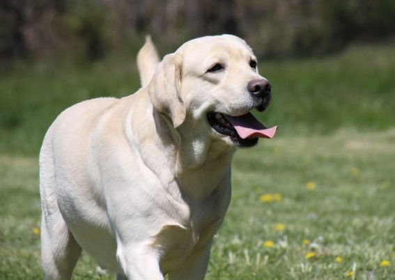 Publication : Du clos de nissa-bella Auteur : Ponte Family