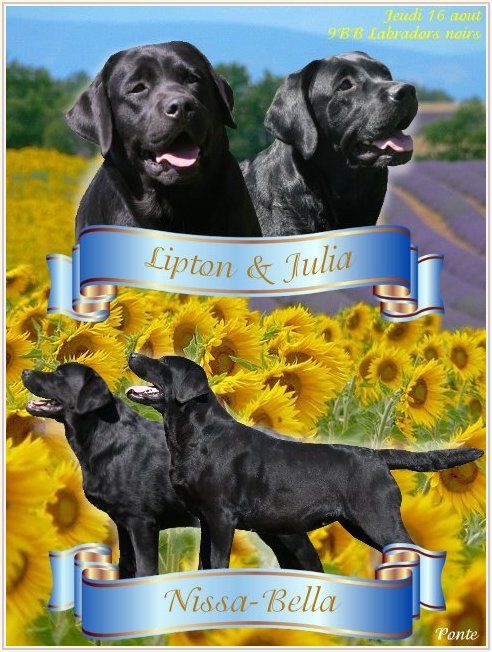 Du clos de nissa-bella - Labrador Retriever - Portée née le 16/08/2018