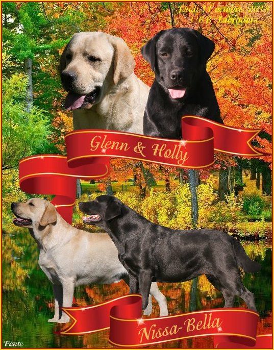 Du clos de nissa-bella - Labrador Retriever - Portée née le 11/10/2018