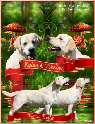 Les chiots de Labrador Retriever