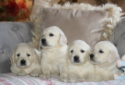Les chiots de Golden Retriever