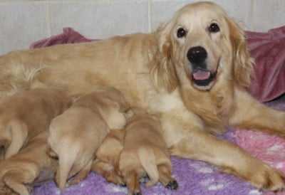 Golden Retriever