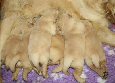 Chiot Mâle - Golden Retriever