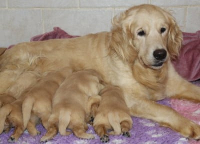 Chiot Femelle - Golden Retriever