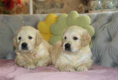 Les chiots de Golden Retriever