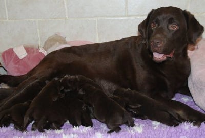 Les chiots de Labrador Retriever