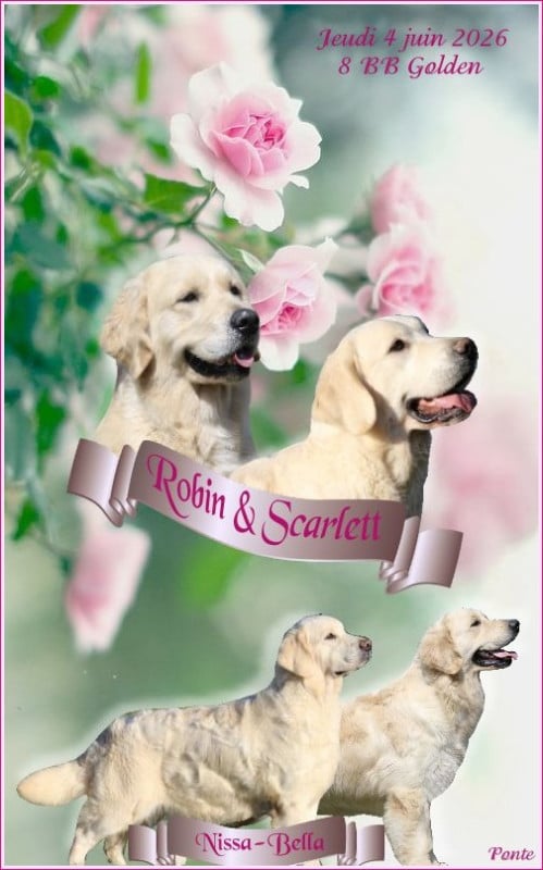Golden Retriever - Du clos de nissa-bella