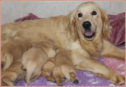 Golden Retriever - Du clos de nissa-bella