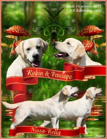 Chiot Femelle sable - Labrador Retriever