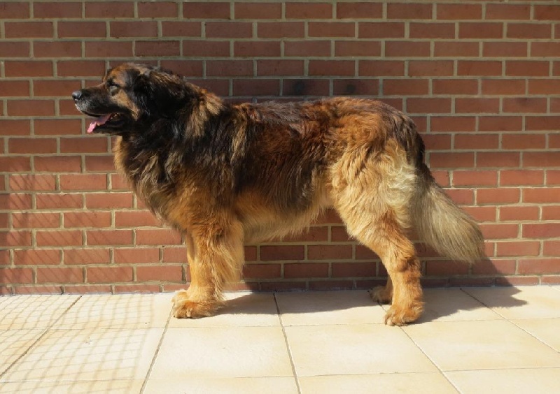 Publication : du Lion Débonnaire Auteur : Nicolas GOBLET