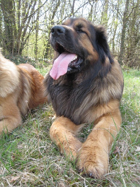 Publication : du Lion Débonnaire Auteur : Nicolas GOBLET