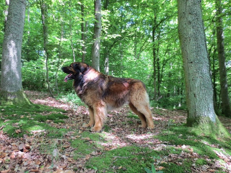Publication : du Lion Débonnaire Auteur : Nicolas GOBLET