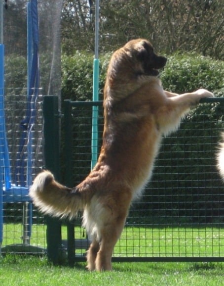 Publication : du Lion Débonnaire Auteur : Lion Débonnaire