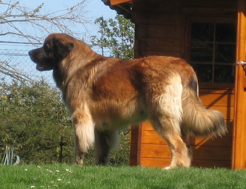 Publication : du Lion Débonnaire Auteur : Lion Débonnaire