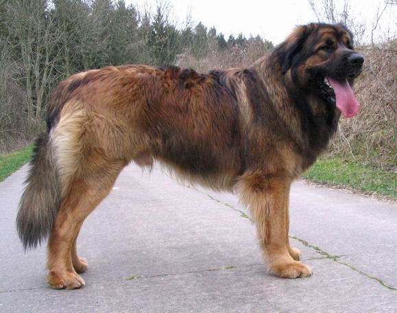 Publication : du Lion Débonnaire Auteur : Nicolas GOBLET