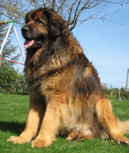 Publication : du Lion Débonnaire Auteur : Nicolas GOBLET