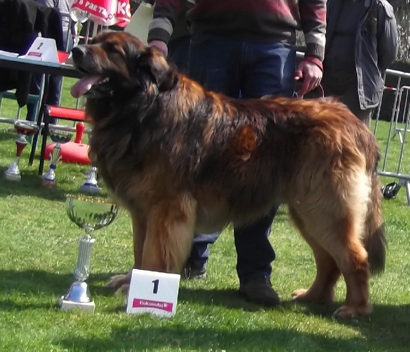 Publication : du Lion Débonnaire Auteur : Nicolas GOBLET