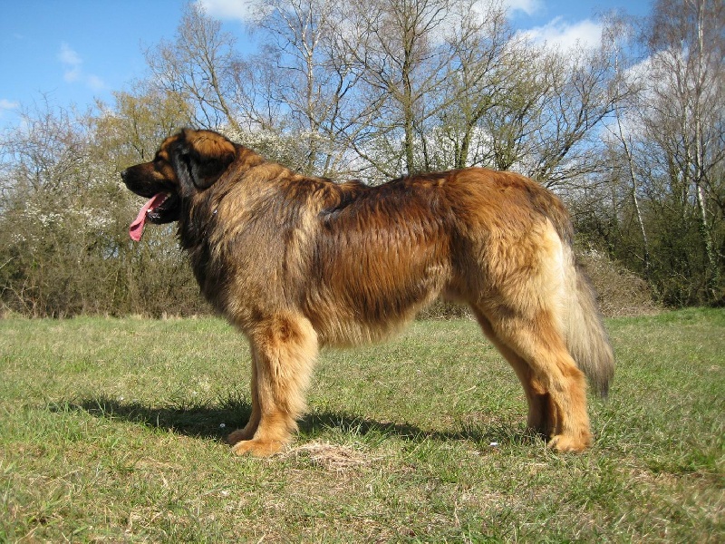 Publication : du Lion Débonnaire Auteur : Nicolas GOBLET