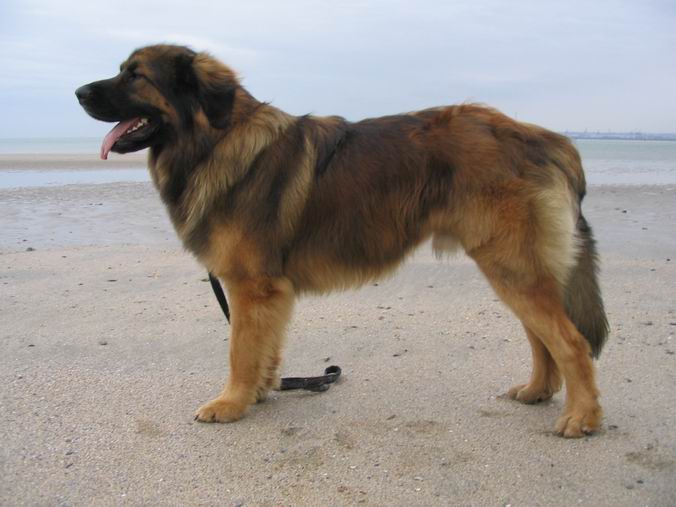 Publication : du Lion Débonnaire Auteur : Nicolas GOBLET