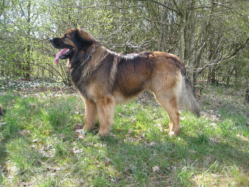Publication : du Lion Débonnaire Auteur : Nicolas GOBLET