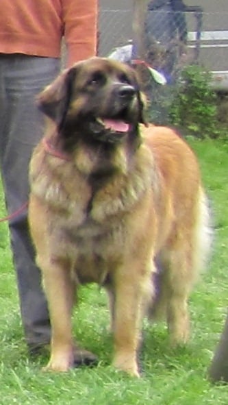 Publication : du Lion Débonnaire Auteur : Lion Débonnaire