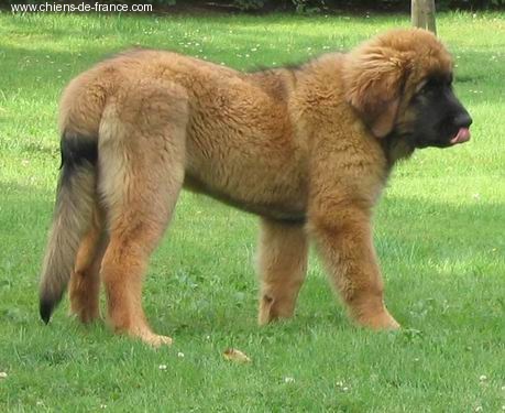 Publication : du Lion Débonnaire Auteur : Nicolas GOBLET