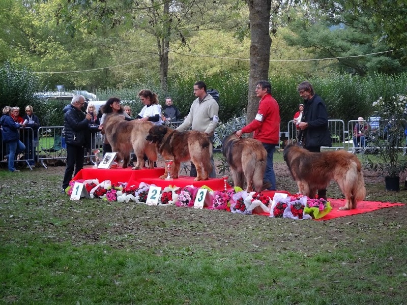 Eole du Lion Débonnaire - 2ième Excellent