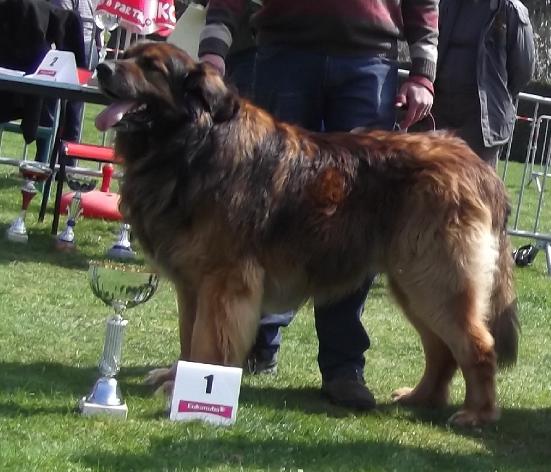 Eole du Lion Débonnaire - Meilleur mâle