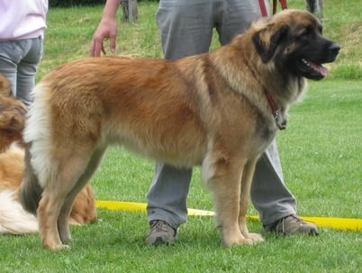 CH. Gypsy du Lion Débonnaire - EXCELLENT