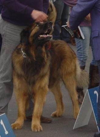 Eole du Lion Débonnaire - 2ième Excellebt