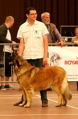 CH. Gypsy du Lion Débonnaire - EXCELLENT