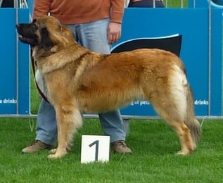 CH. Gypsy du Lion Débonnaire - EXCELLENT - CAC