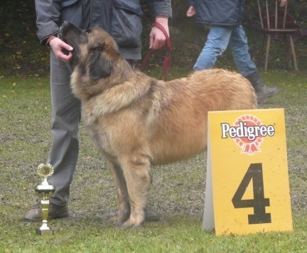 CH. Gypsy du Lion Débonnaire - 4ième EXCELLENT